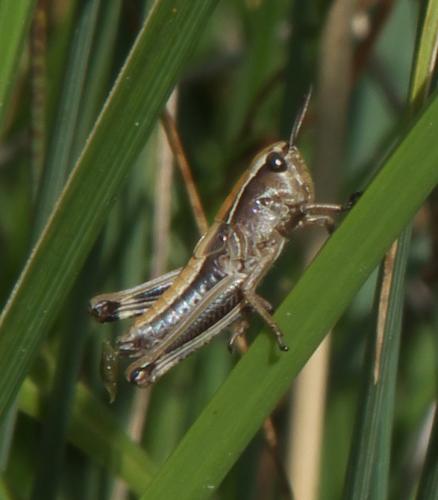 Stethophyma grossum